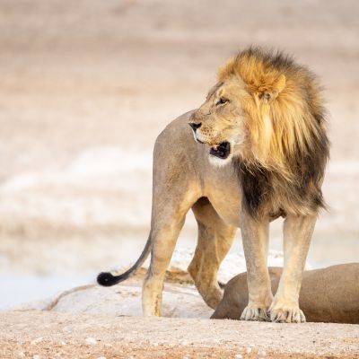 Etosha NP, Namibia
