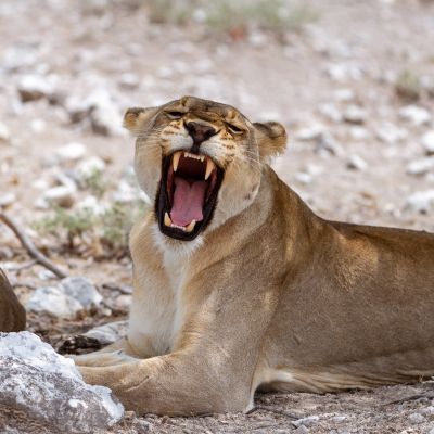 Etosha NP, Namibia