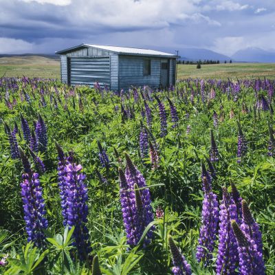 Lake Tekapo, Neuseeland
