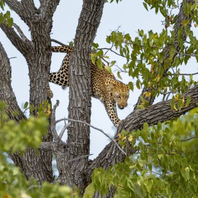 Etosha NP, Namibia