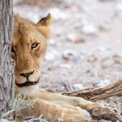 Etosha NP, Namibia