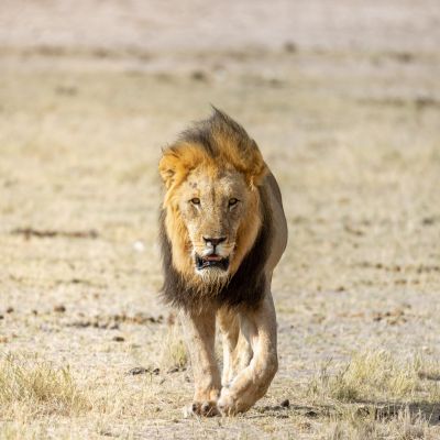 Etosha NP, Namibia